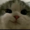 abdylat1pov07