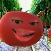 colyncrnl