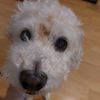bolinhaspoodle