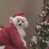 tiagosantiago94