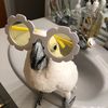 Chris the Cockatoo
