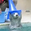marceldachonk