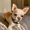 teodoro_chihuahua