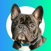masonbarnabyfrenchie