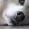 mrdeezz