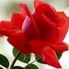 xoshzeyann2