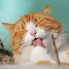 ilikecat1003