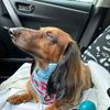 dachshund_bandit
