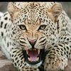 amal939393