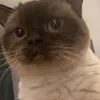 thunderbuddiesx3