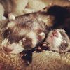 myferretnation