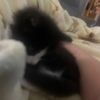 tiny_turtle8