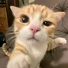 amonratakigosc2