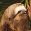 tunacansloth