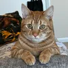 gingeycat2