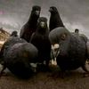 palomas_del_varrio