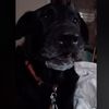 xerxesthetalkingdog