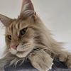 polydactylmaincoon23