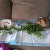 gpigmomma