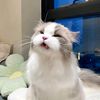 kry_nanonugat