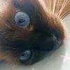 itscareem