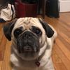 dottythepug20
