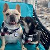 hanwaythefrenchie_dallas