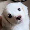 qhdkosbb22