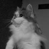 ____shahla__a