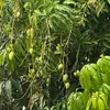 nguyenib6