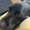 boopycooper