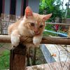 oyen