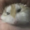thespecilhamstersucker