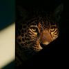 .jaguar_0
