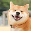 mameshiba.inu