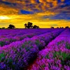 user777430754mrad