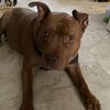 Fatdogfamous