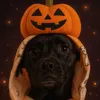 kimlilyandpaws