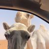 vil_252