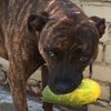 kiki.the.brindle