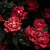 happyflower87