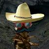 doncucaracho