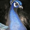 basicbluepeacock
