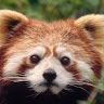 redbear43