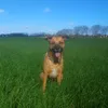 hektormalinoismischling