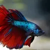 evaristocosta77