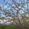 sopademacac00q