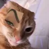 v_e_g_i_n_i