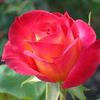 rosieponce5