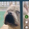Attila the American Bully